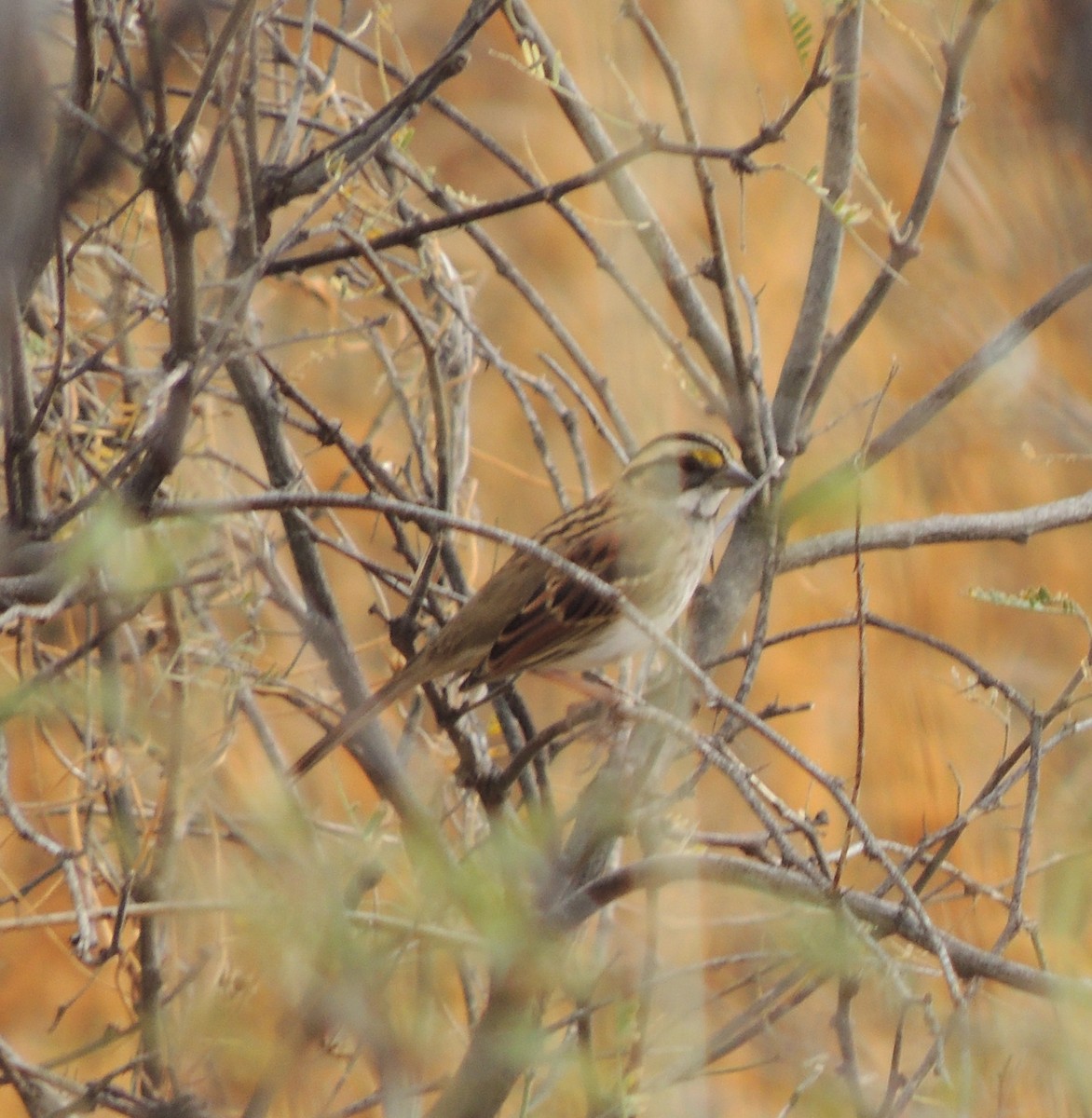 White-throated Sparrow - Brian Nicholas