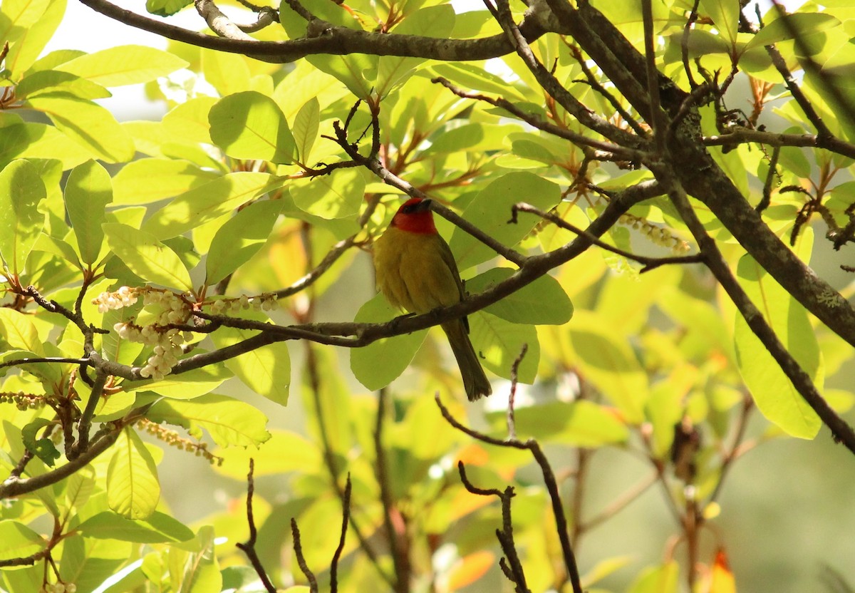 Red-headed Tanager - ML76758521