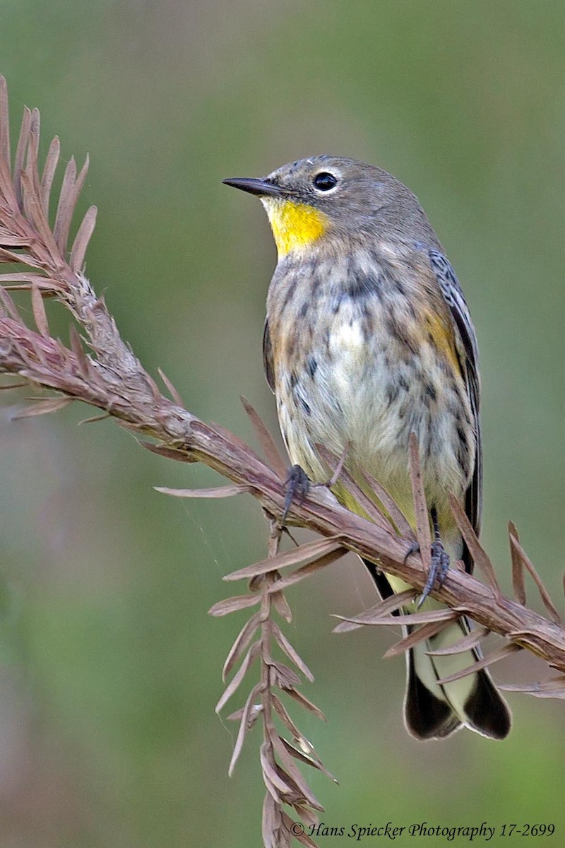 Yellow-rumped Warbler (Audubon's) - Hans Spiecker