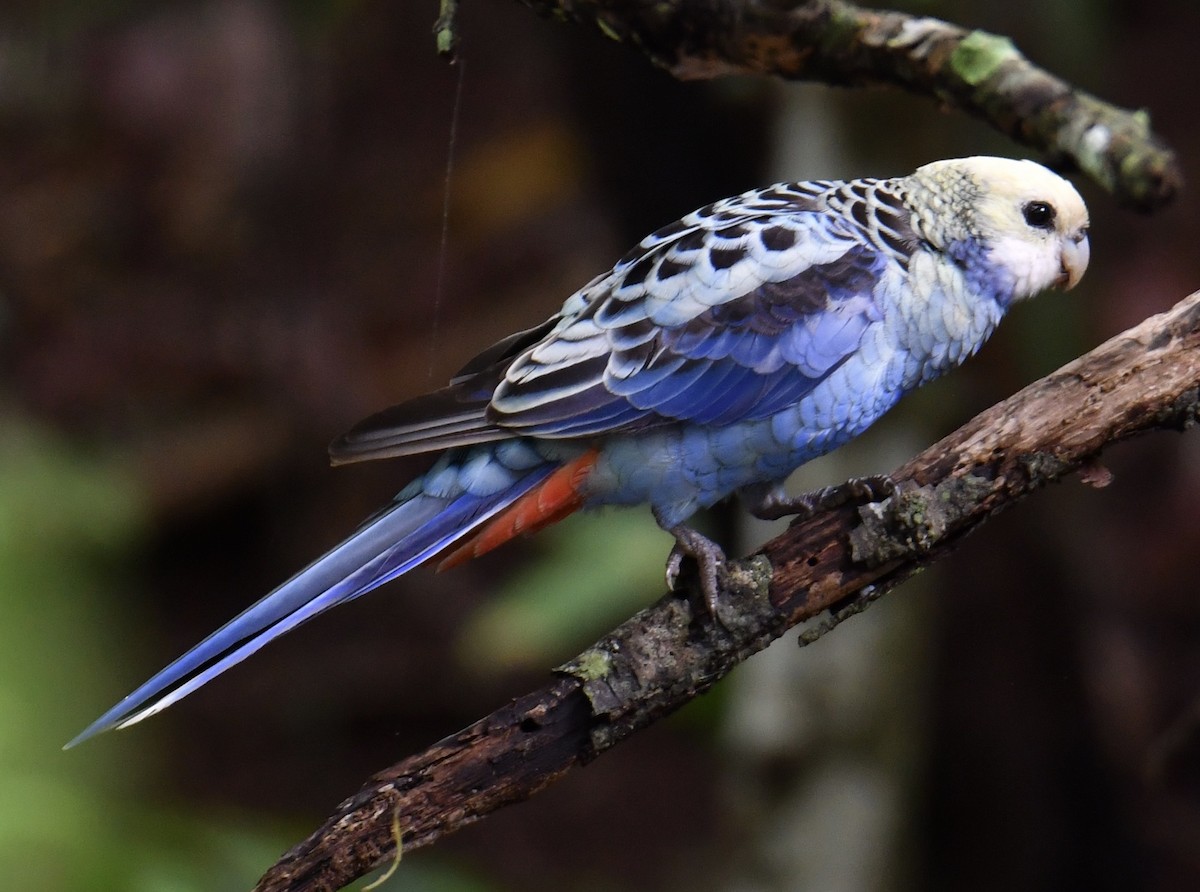 Pale-headed Rosella - Anonymous
