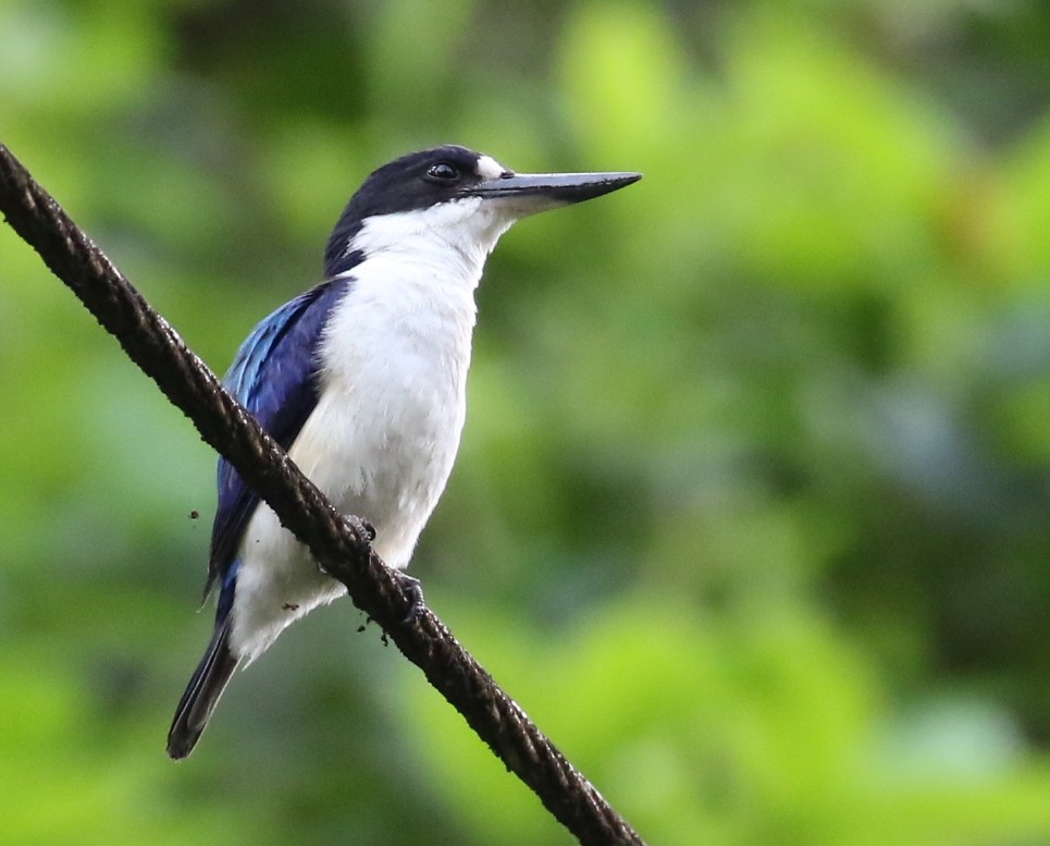 Forest Kingfisher - Anonymous