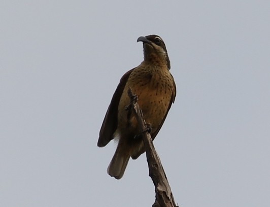 Victoria's Riflebird - Anonymous
