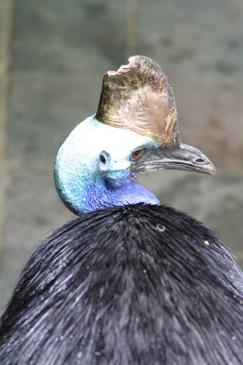 Southern Cassowary - Anonymous