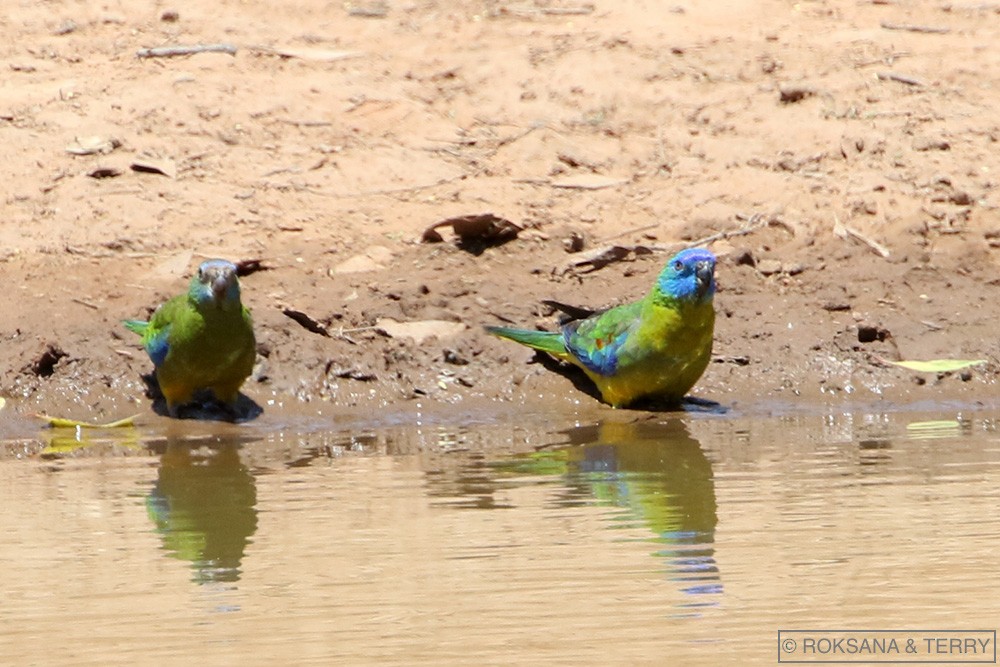 Turquoise Parrot - Roksana and Terry