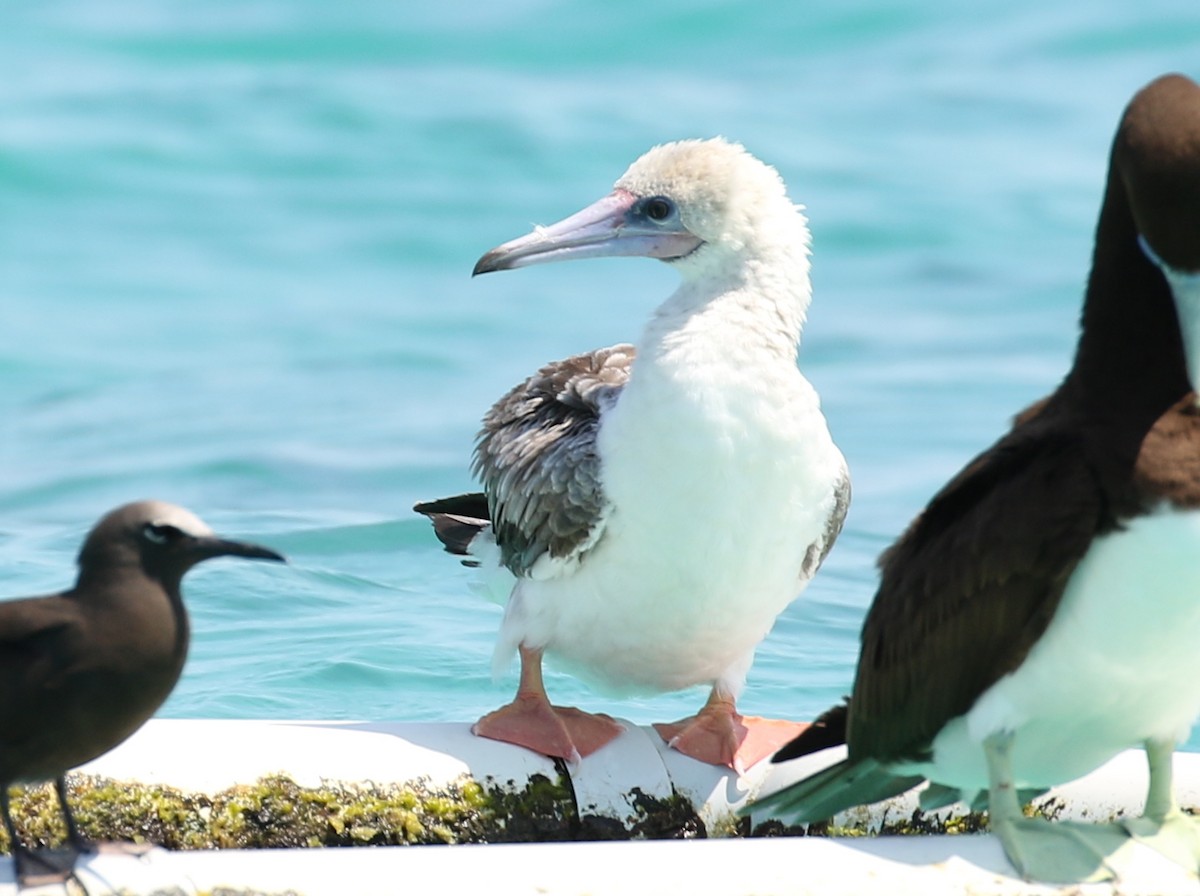 Red-footed Booby - ML76760991