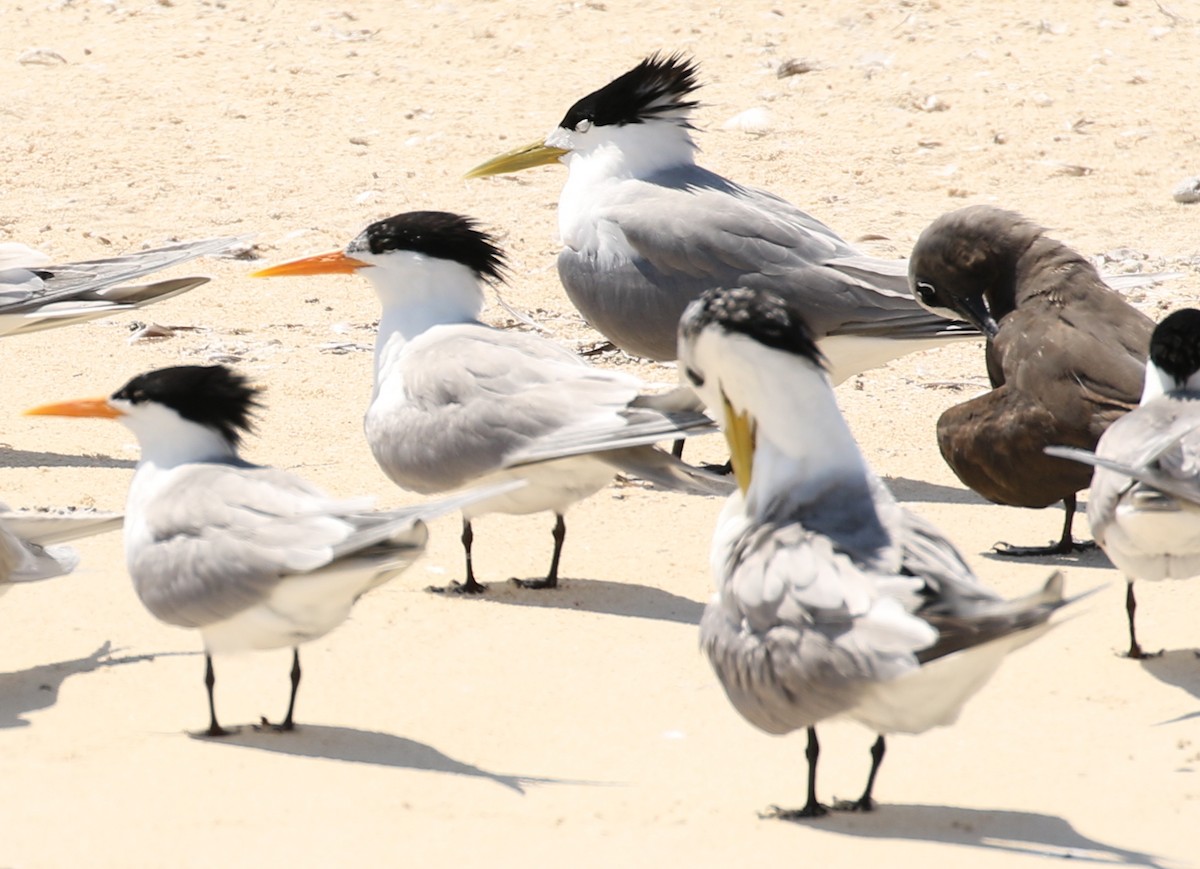 Great Crested Tern - ML76761221