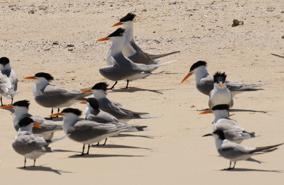 Lesser Crested Tern - Anonymous