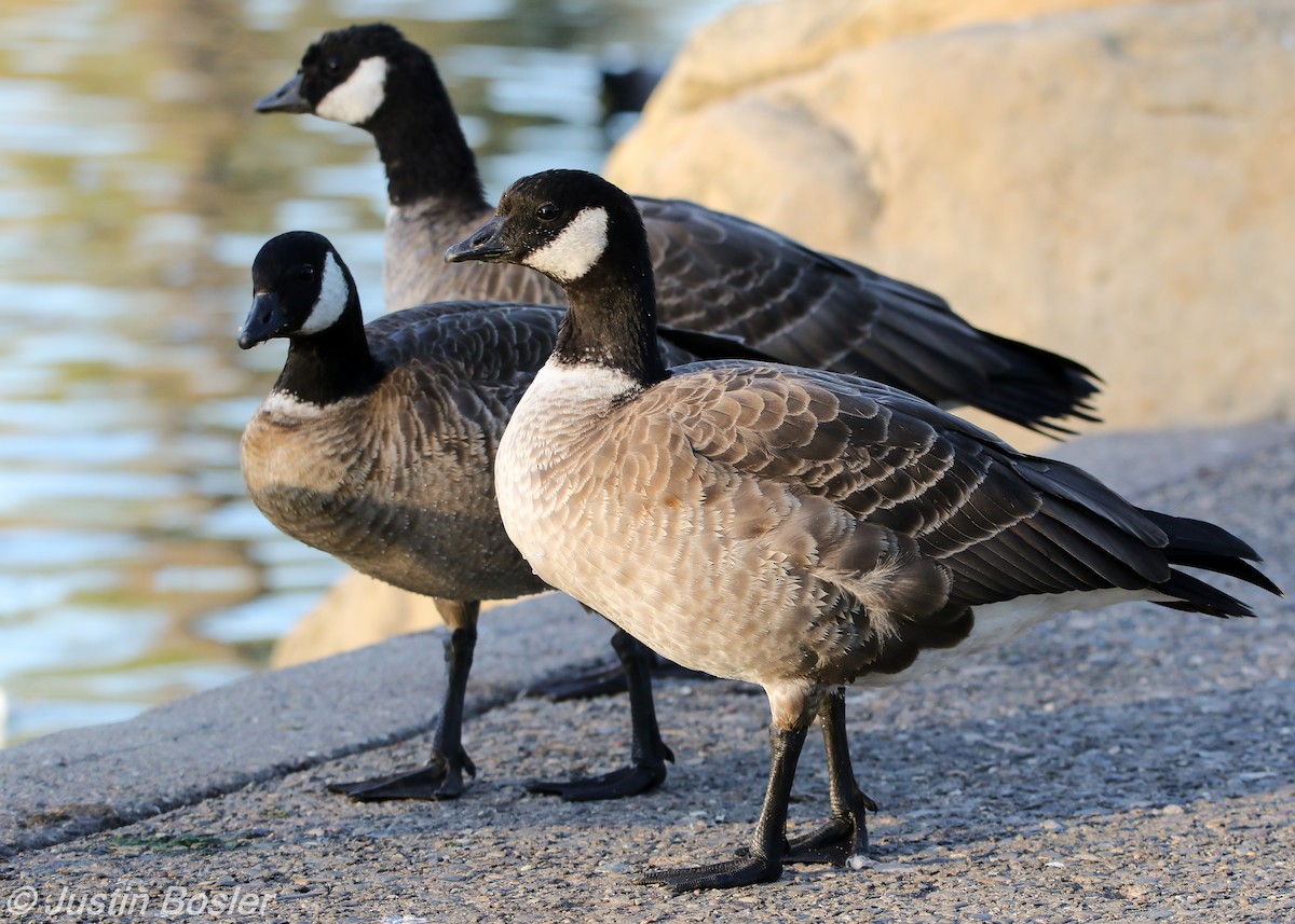 Cackling Goose (Aleutian) - Justin Bosler