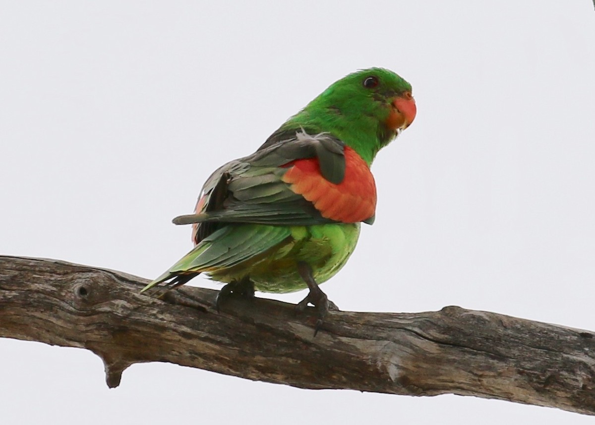 Red-winged Parrot - Anonymous