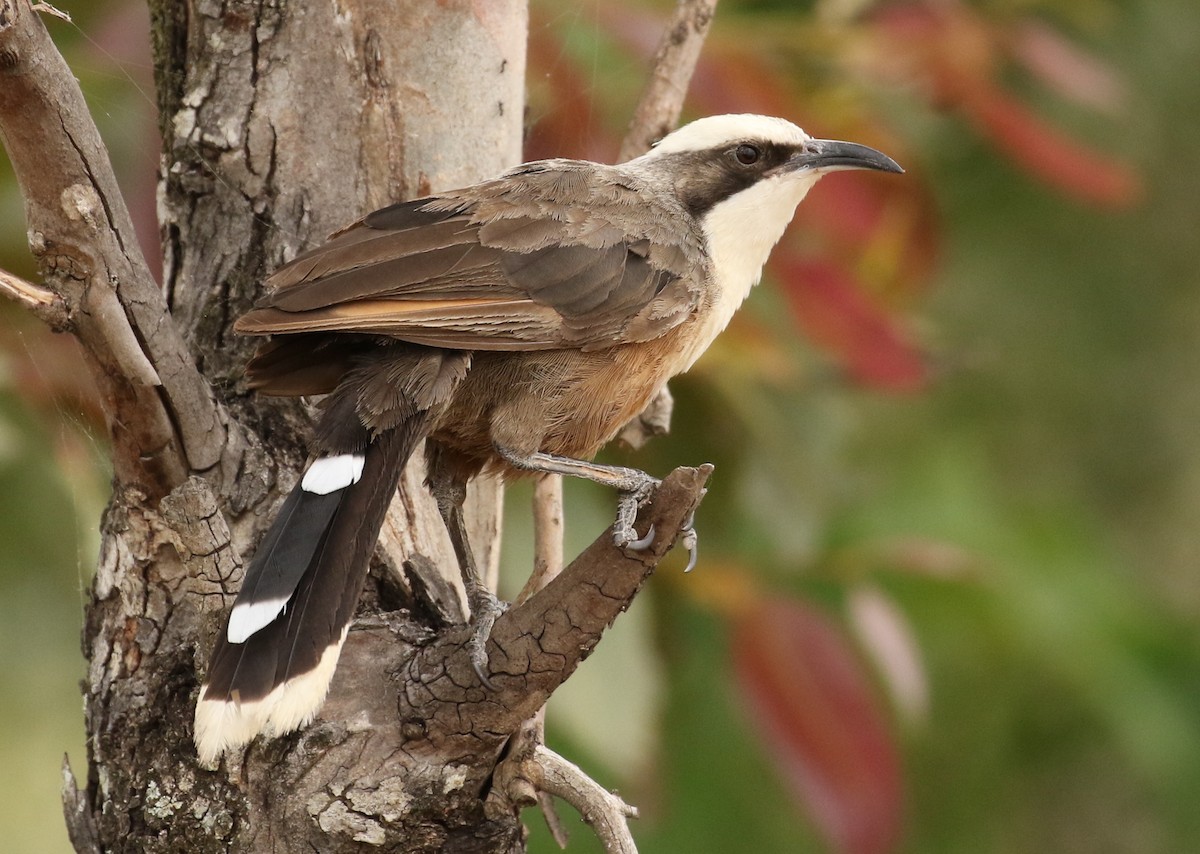 Gray-crowned Babbler - Anonymous