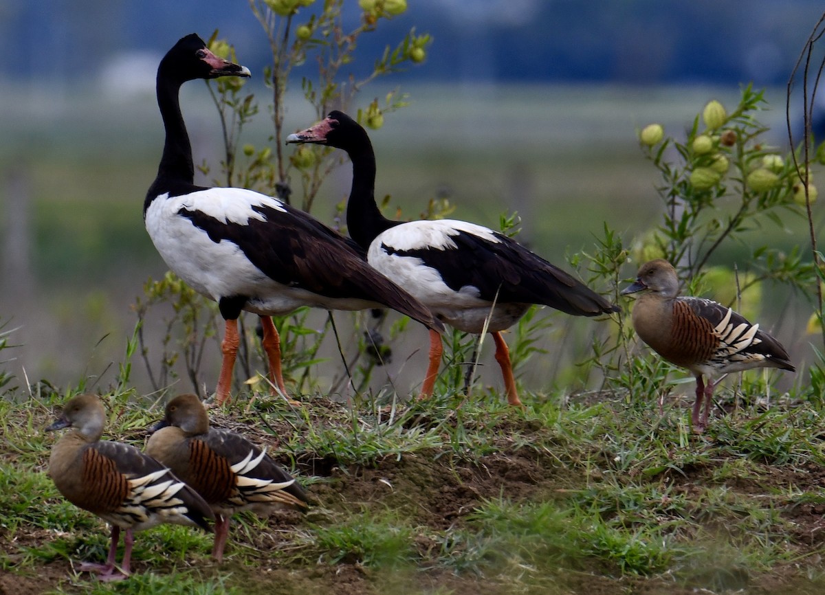 Plumed Whistling-Duck - Anonymous
