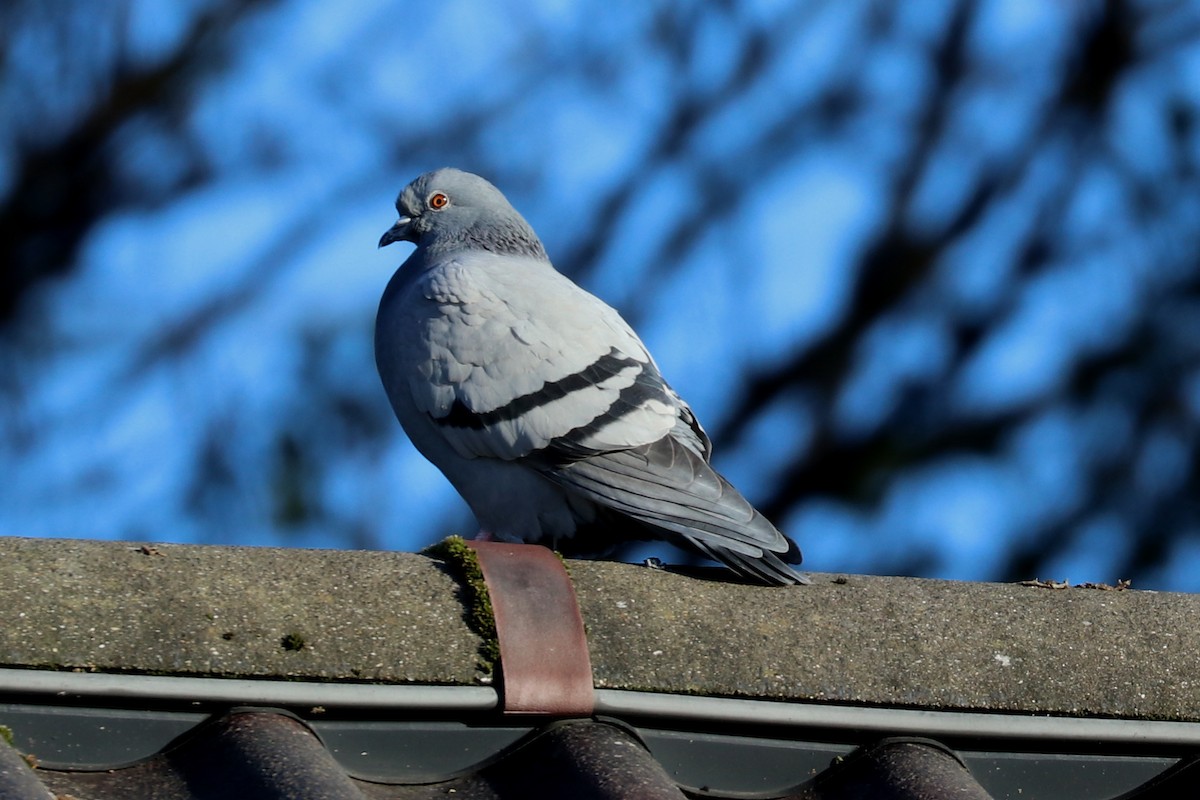 Rock Pigeon (Feral Pigeon) - ML76765391