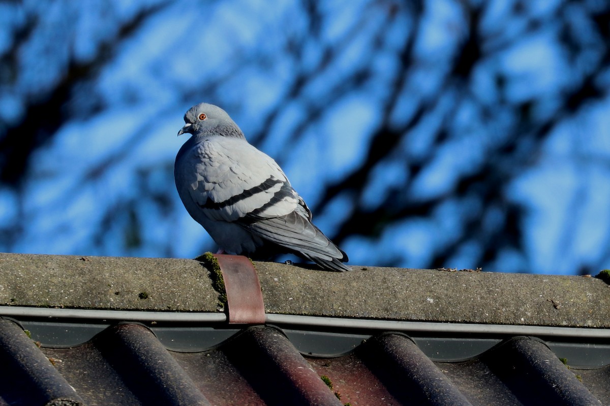 Rock Pigeon (Feral Pigeon) - ML76765401