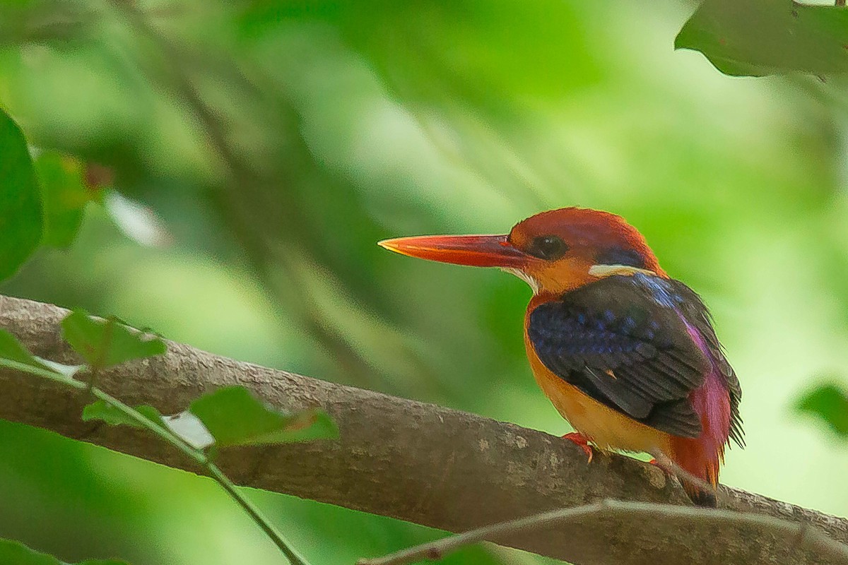 Black-backed Dwarf-Kingfisher - Rajinikanth Kasthuri