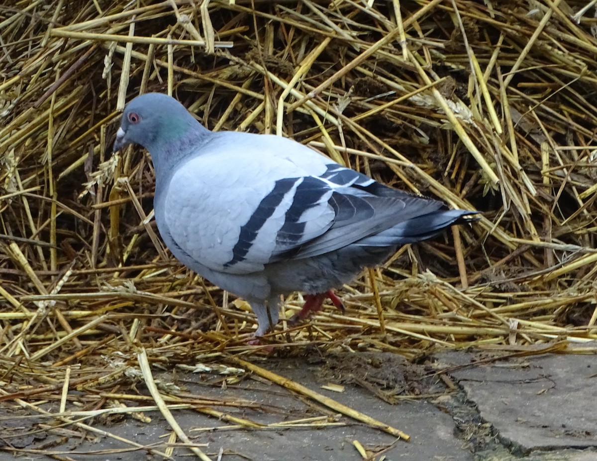 Rock Pigeon (Feral Pigeon) - ML76766691