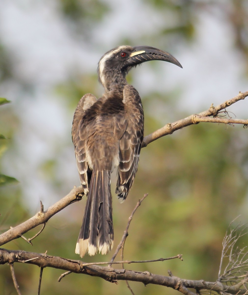 African Gray Hornbill - Jason Leifester