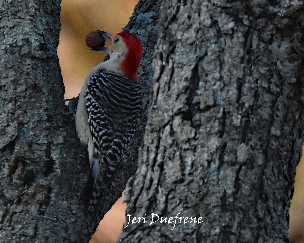 Red-bellied Woodpecker - Jerilyn Duefrene