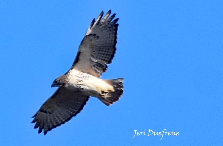 Red-tailed Hawk - ML76767701