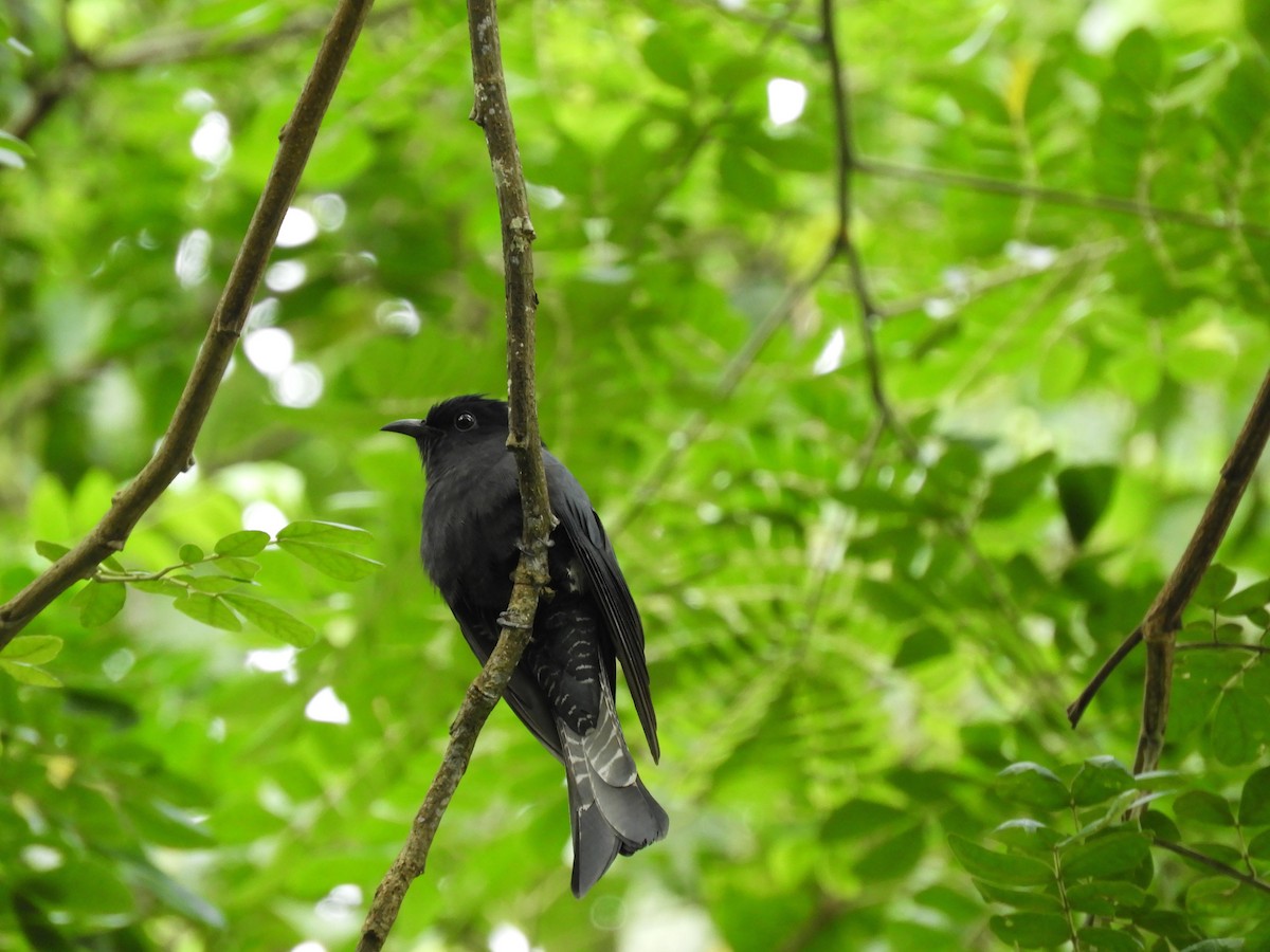 Square-tailed Drongo-Cuckoo - Oliver Tan