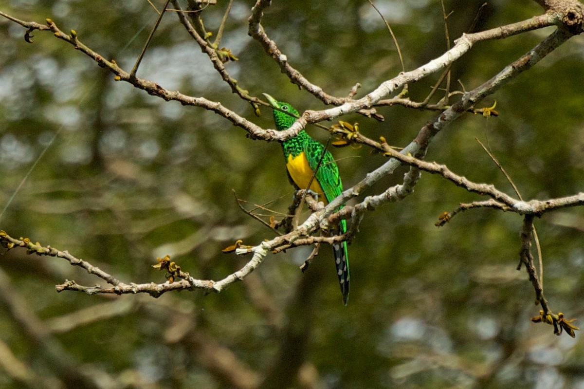 African Emerald Cuckoo - Marilyn Henry