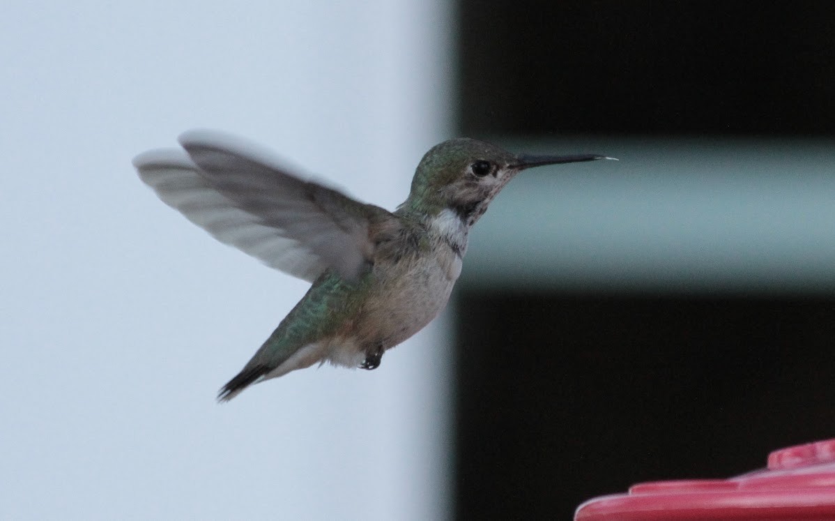 Calliope Hummingbird - Greg Hays