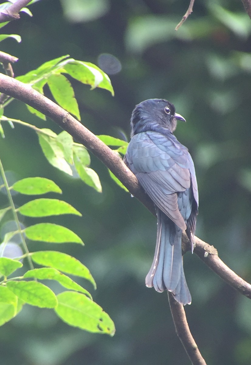 Square-tailed Drongo-Cuckoo - Martin Kennewell