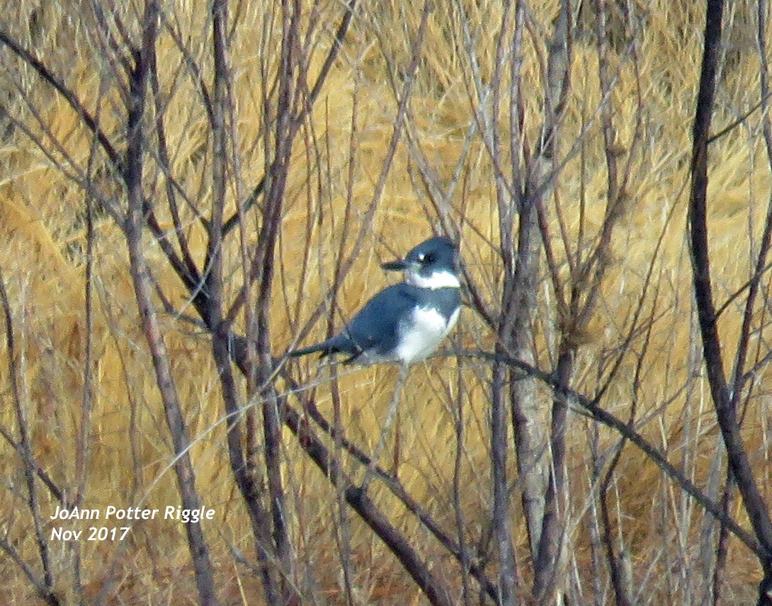 Belted Kingfisher - ML76776501
