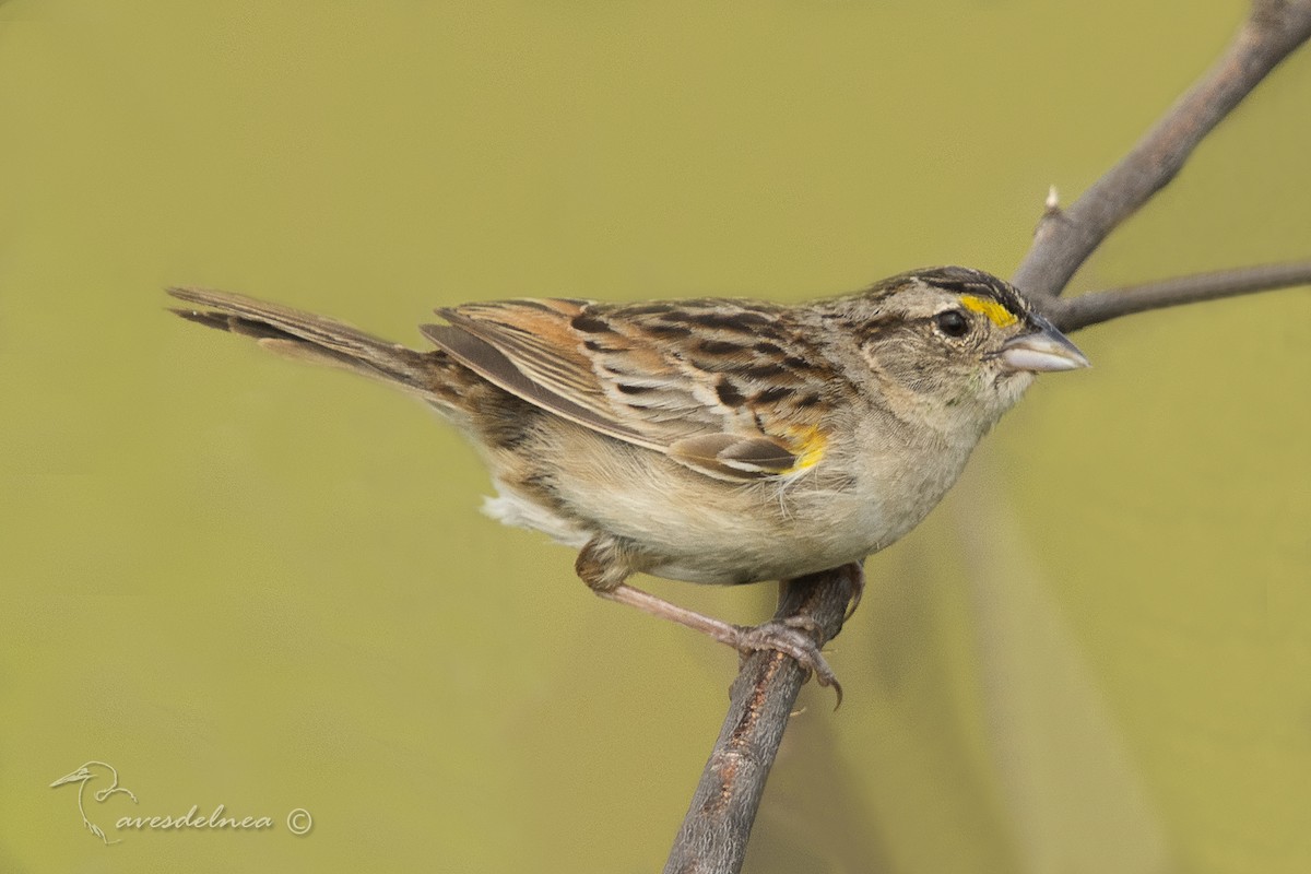 Grassland Sparrow - Marcelo Allende