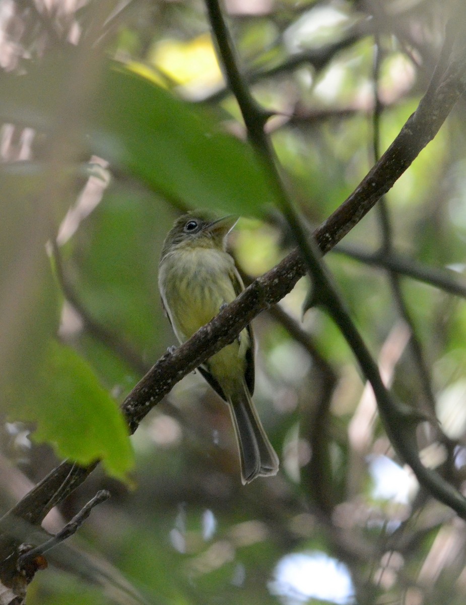 Western Olivaceous Flatbill - ML76778271