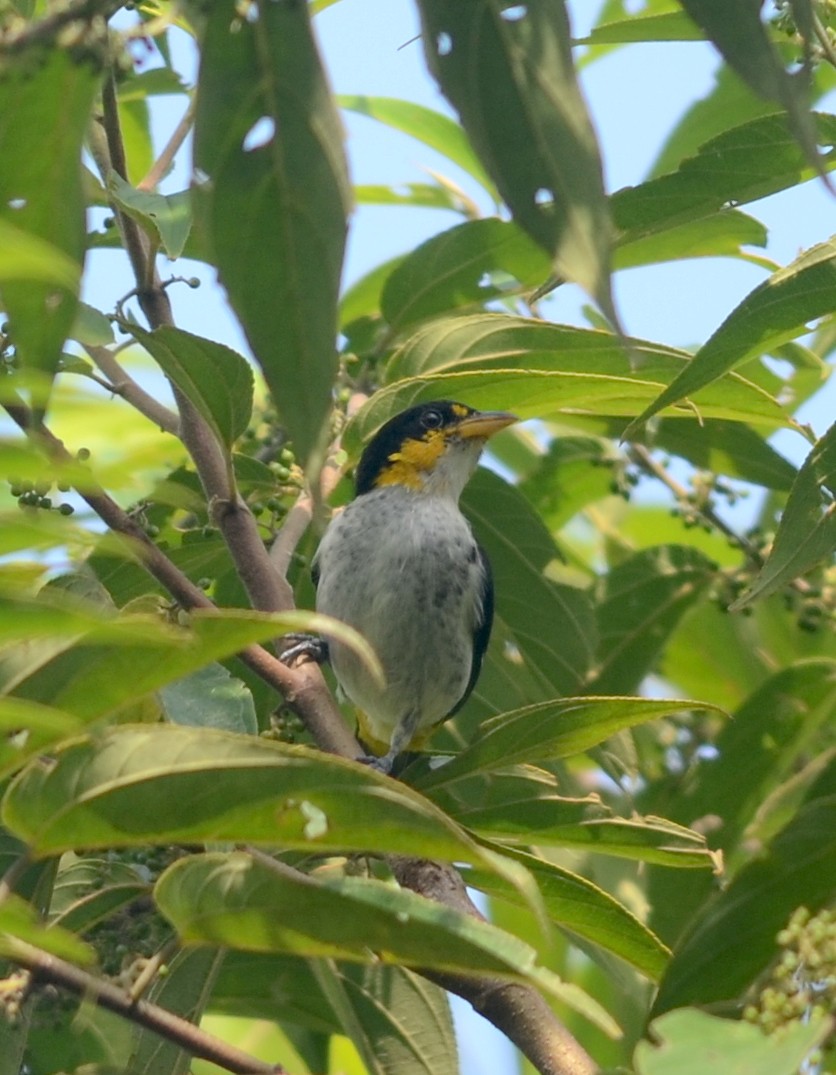 Yellow-backed Tanager - ML76778341
