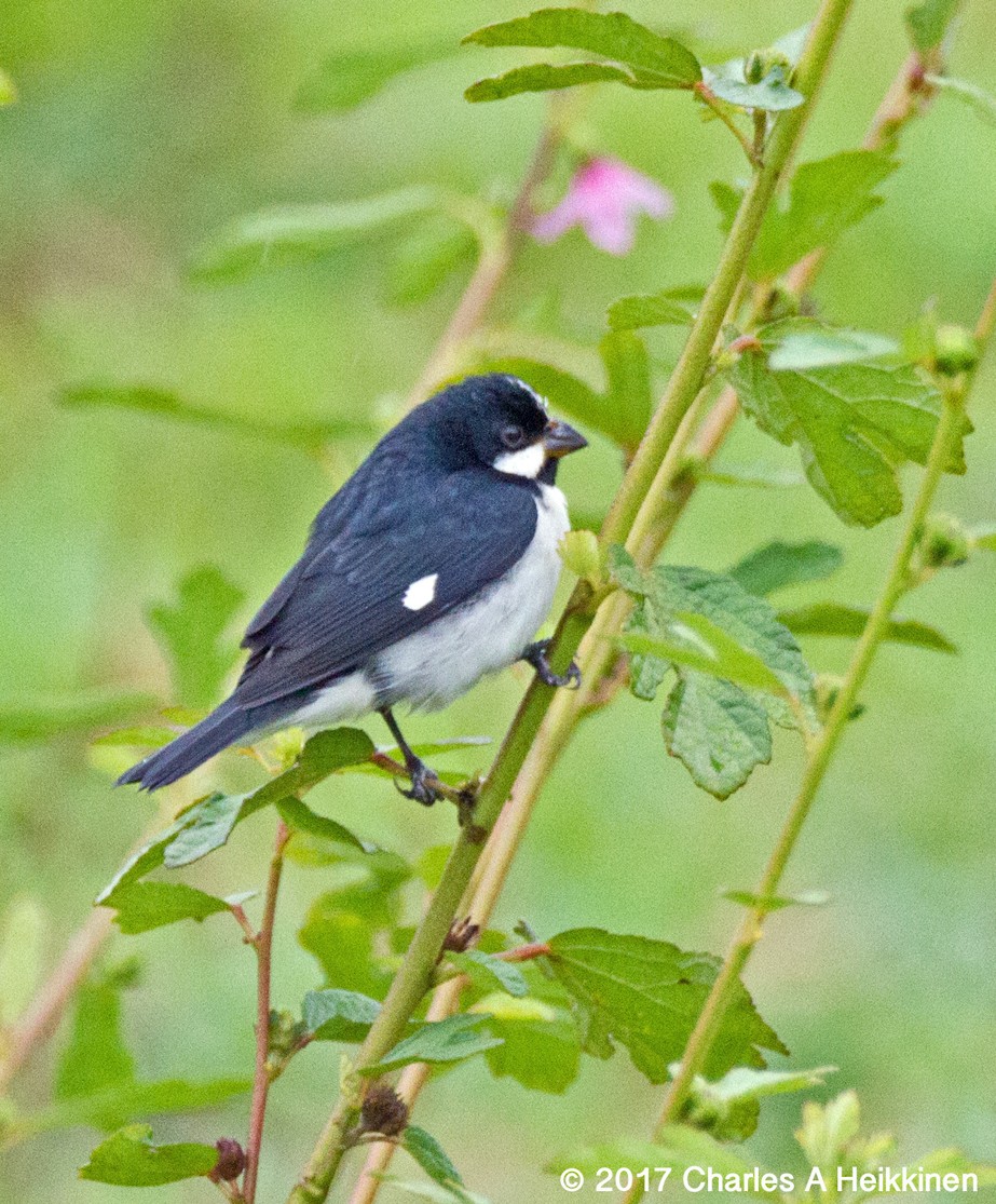 Lined Seedeater - ML76780911