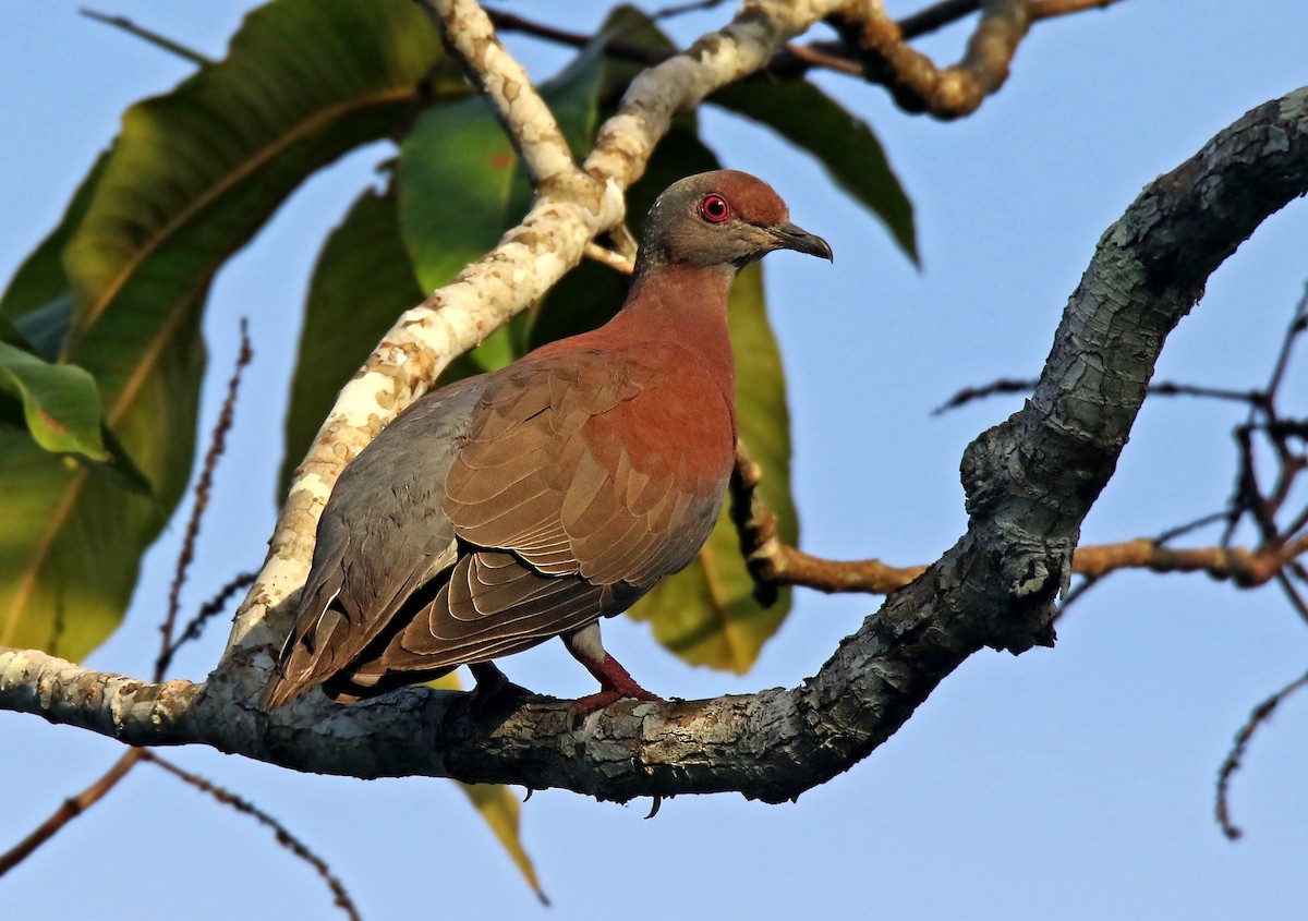 Pale-vented Pigeon - Roger Ahlman