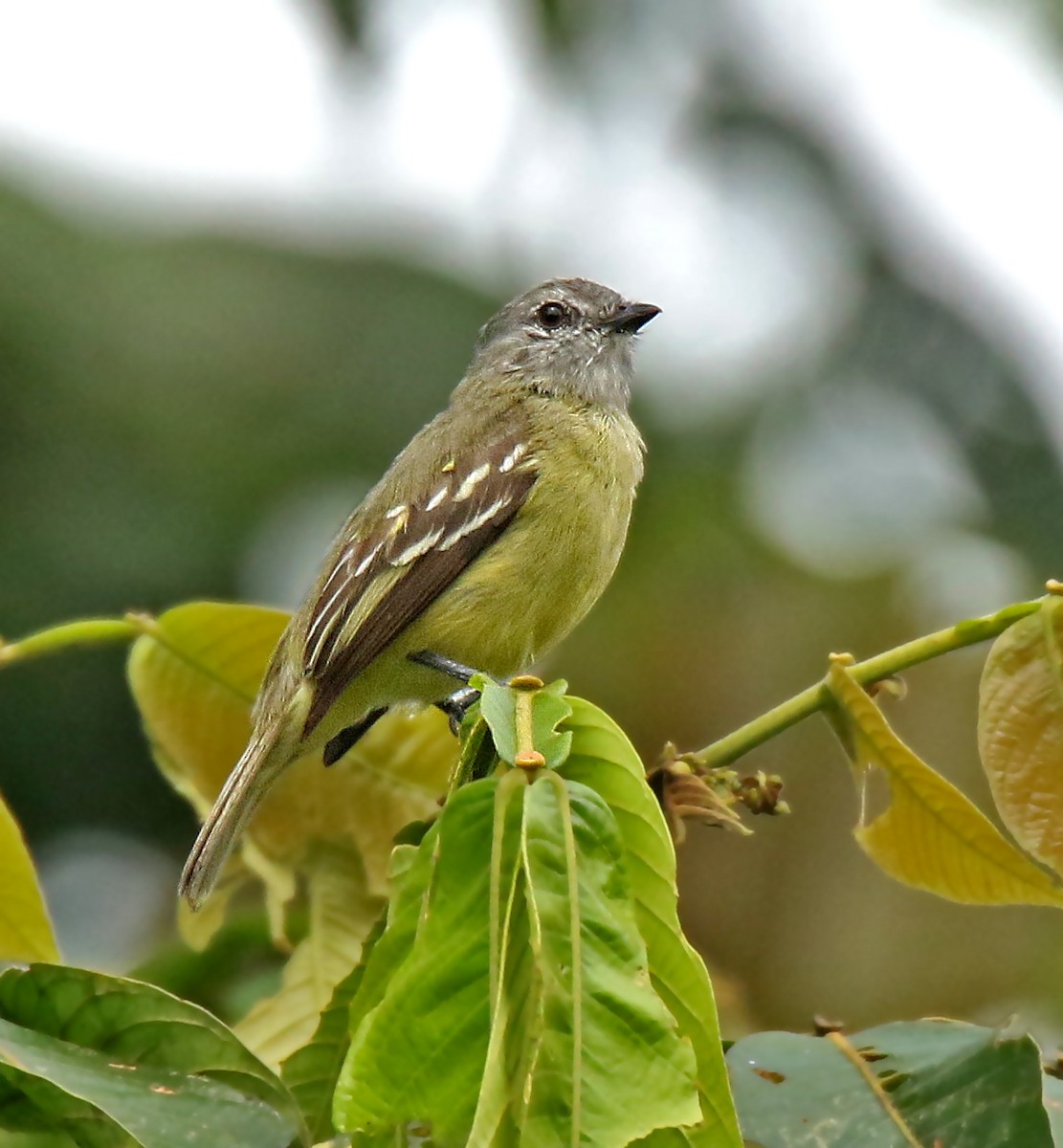 Yellow-crowned Tyrannulet - Roger Ahlman