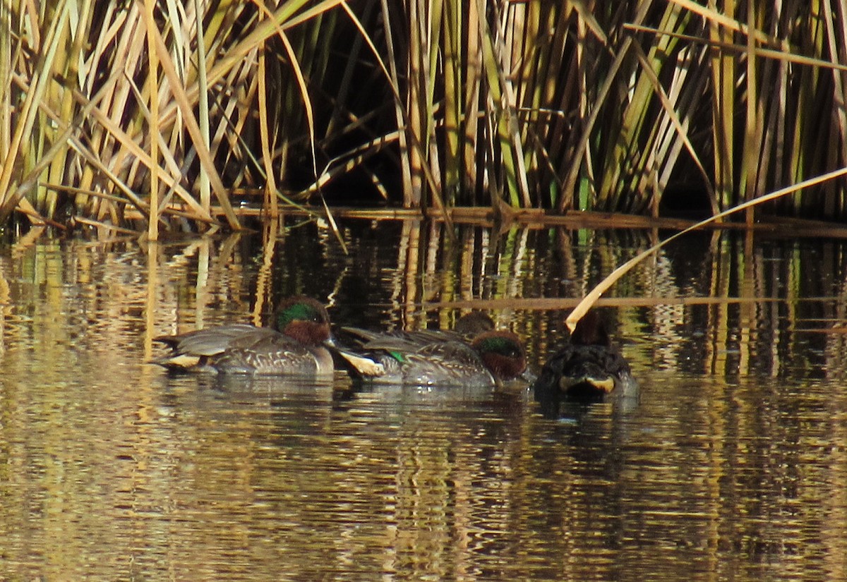 Green-winged Teal - Wendy McCrady