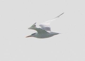 Royal Tern - LeRoy  Dorman
