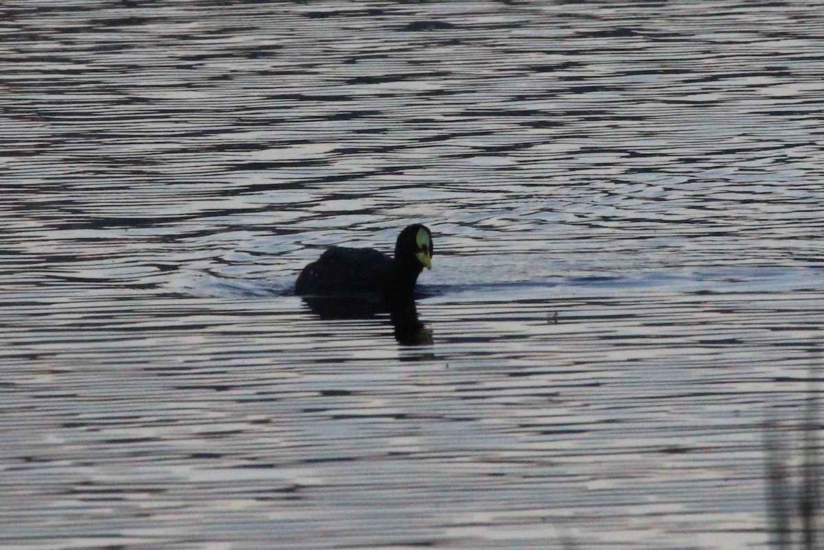 Red-gartered Coot - ML76784011