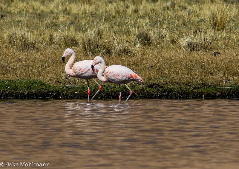 Chilean Flamingo - Jake Mohlmann