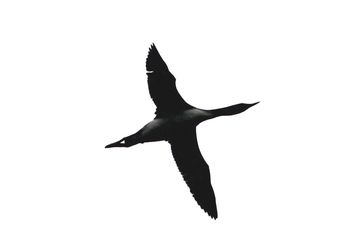 Red-throated Loon - ML76787231