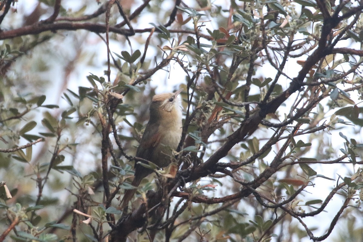 Creamy-crested Spinetail - Eric Heisey