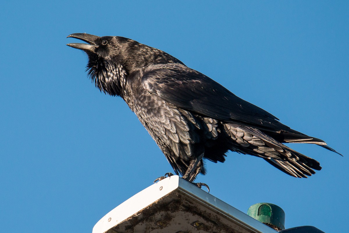 Common Raven - Antariksh Bothale