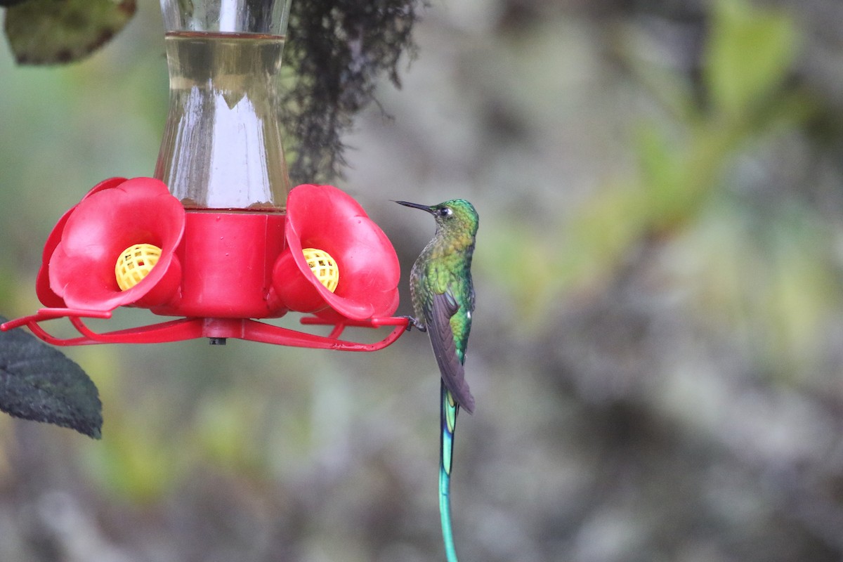 Long-tailed Sylph - ML76788501