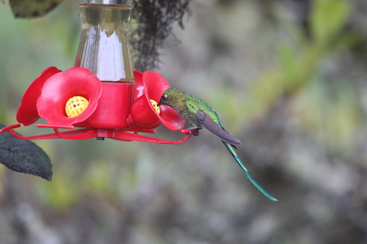 Long-tailed Sylph - ML76788531