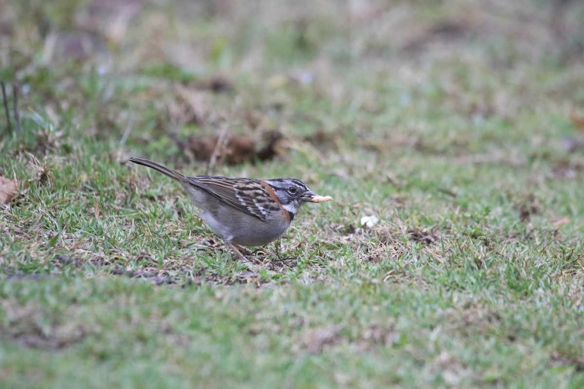 Rufous-collared Sparrow - Eric Heisey