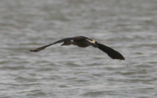 Fulvous Whistling-Duck, ML76788971