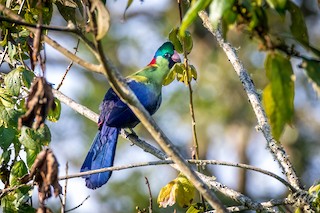 Rwenzori Turaco - Ruwenzorornis johnstoni - Birds of the World