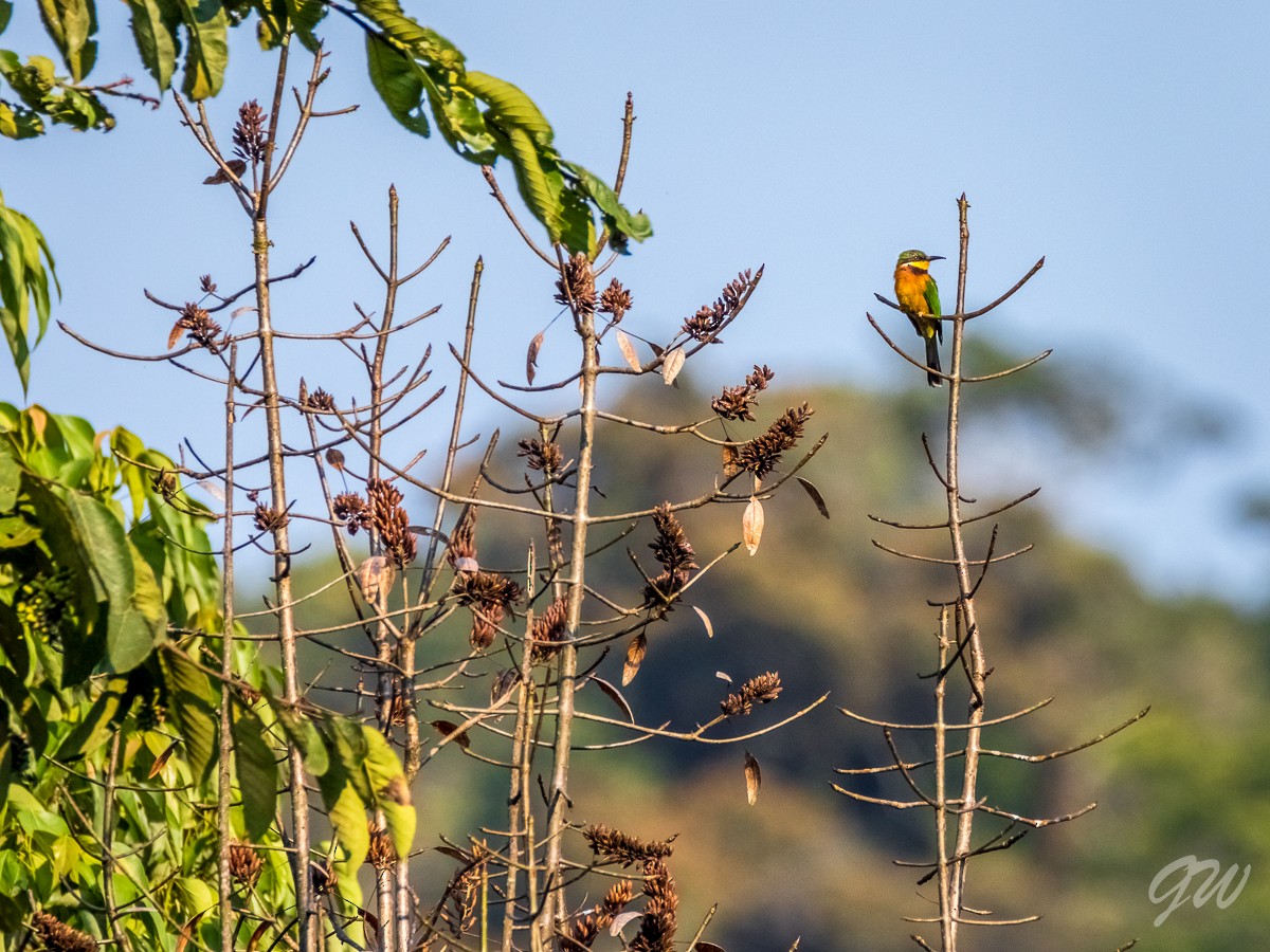 Cinnamon-chested Bee-eater - ML76790381