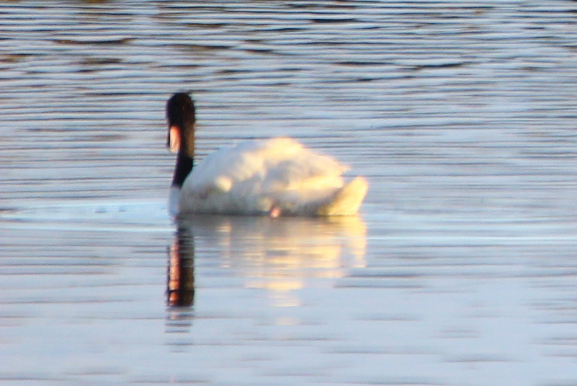 Black-necked Swan - ML76791701