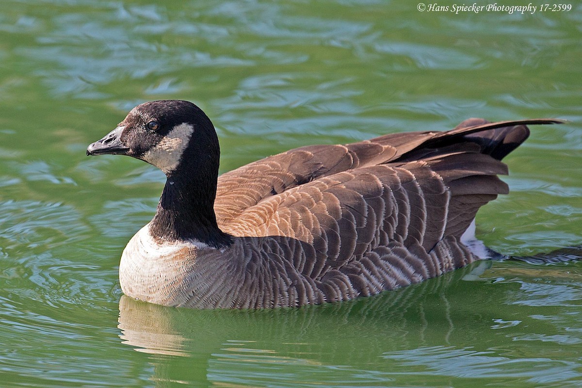 Cackling Goose (Aleutian) - Hans Spiecker
