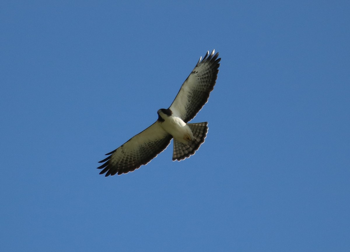 Short-tailed Hawk - Philip Andescavage