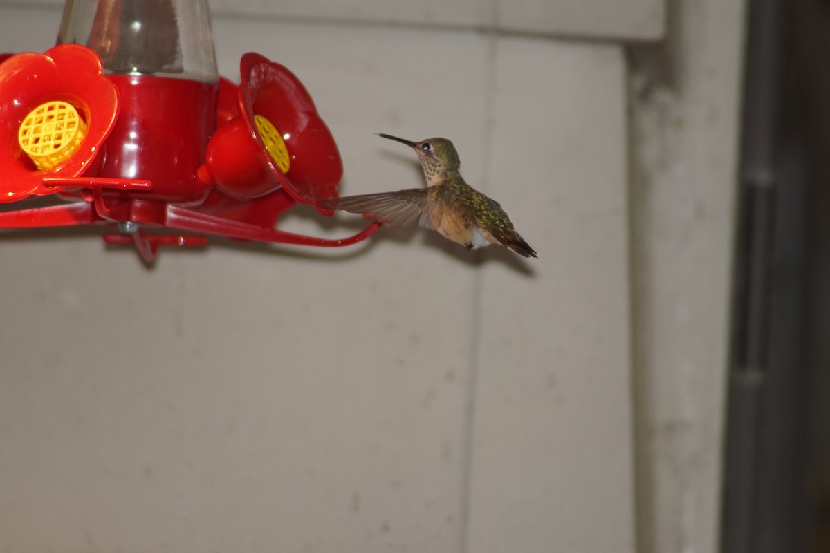 Calliope Hummingbird - ML76795921